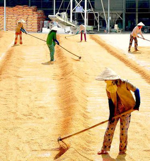 Đồng bằng sông Cửu Long đang bội thu năng suất lúa
