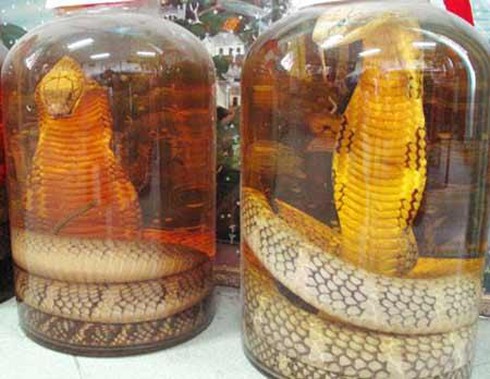 rượu rắn