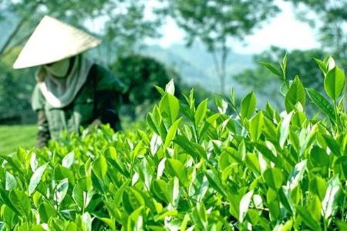 chè Thái Nguyên