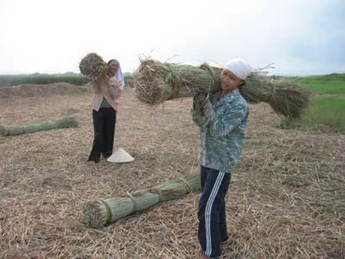 Cói Nga Sơn