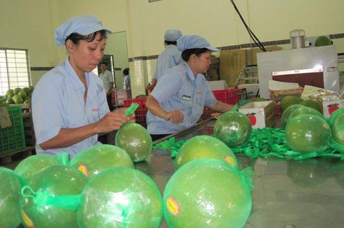 bưởi xuất khẩu