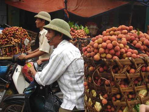 Vải Thanh Hà. Vải Thanh Hà.