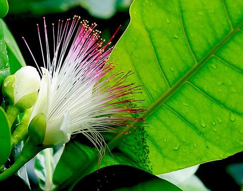 Ngắm vẻ đẹp Tổ quốc nơi đầu sóng - ảnh 6