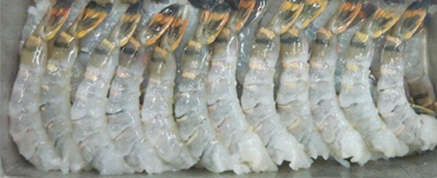 Tôm chao cánh én gọi mùa xuân về - ảnh 1