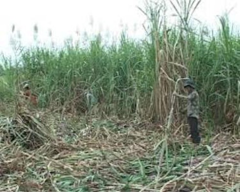 Thương hiệu Đường Ninh Hòa sắp biến mất - ảnh 1