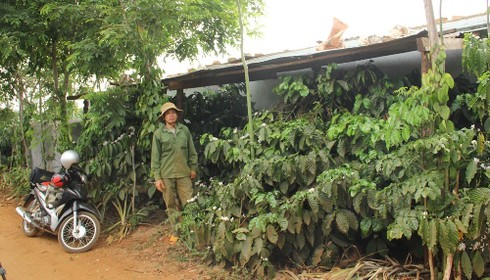 Gia Lai: Để dân xây nhà trái phép, nhiều cán bộ bị xử lý - ảnh 1