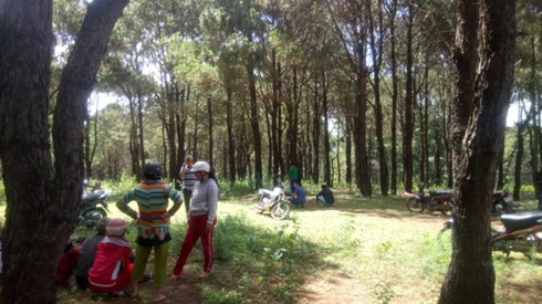 Gia Lai: Phát hiện thi thể người đàn ông trong rừng thông - ảnh 1