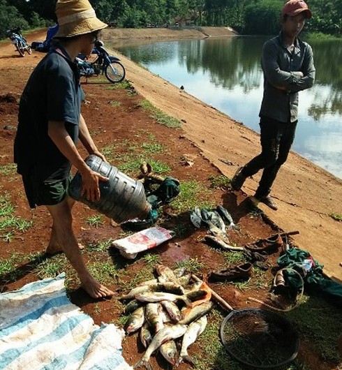 Đắk Lắk: Gần nửa tấn cá chết bất thường nổi trắng hồ Ea Trum - ảnh 2