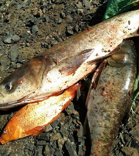Đắk Lắk: Gần nửa tấn cá chết bất thường nổi trắng hồ Ea Trum - ảnh 3