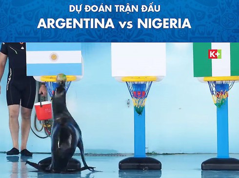 “Nhà tiên tri” hải cẩu Molly dự đoán kết quả trận đấu Argentina vs Nigeria - ảnh 2