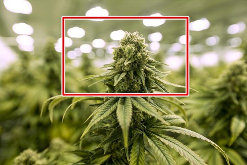 Tìm hiểu về các loại ma túy phổ biến và tác hại của chúng