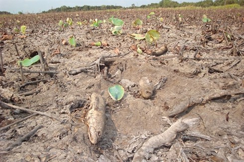 2019 được dự báo là năm nắng nóng lịch sử với nhiều hiểm họa