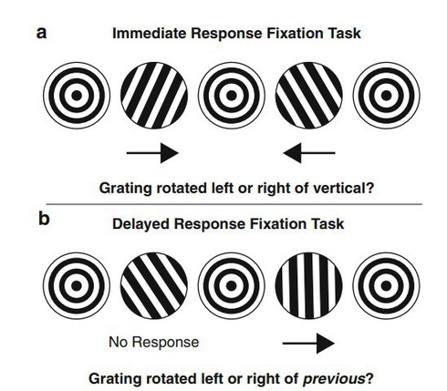 Ánh mắt là thứ khiến bạn mất tập trung khi lái xe, không phải não bộ - Ảnh 3.