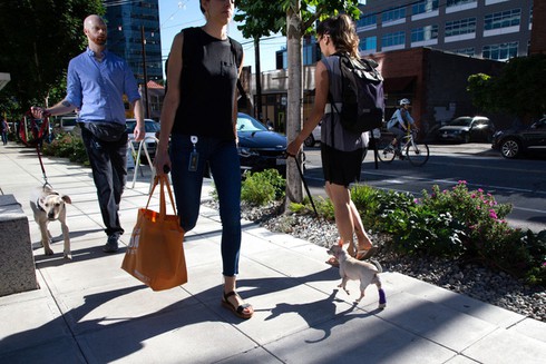 Nuôi 7.000 con chó ở trụ sở Amazon tại Mỹ để làm gì? - ảnh 3