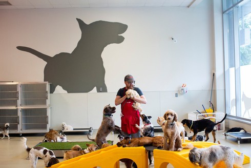 Nuôi 7.000 con chó ở trụ sở Amazon tại Mỹ để làm gì? - ảnh 7