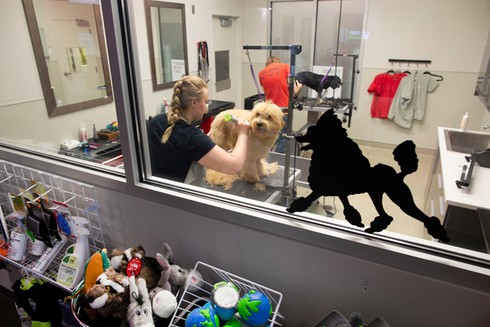 Nuôi 7.000 con chó ở trụ sở Amazon tại Mỹ để làm gì? - ảnh 8