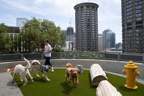 Nuôi 7.000 con chó ở trụ sở Amazon tại Mỹ để làm gì? - ảnh 12