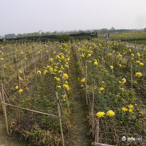 Hà Nội: Chưa bao giờ giá hoa thê thảm đến vậy - ảnh 2