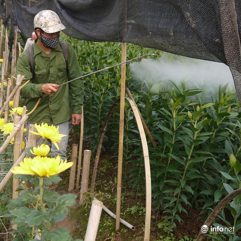 Hà Nội: Chưa bao giờ giá hoa thê thảm đến vậy - ảnh 5