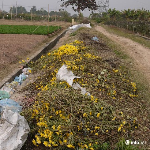 Hà Nội: Chưa bao giờ giá hoa thê thảm đến vậy - ảnh 3