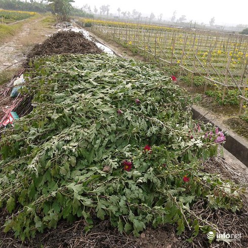 Hà Nội: Chưa bao giờ giá hoa thê thảm đến vậy - ảnh 4