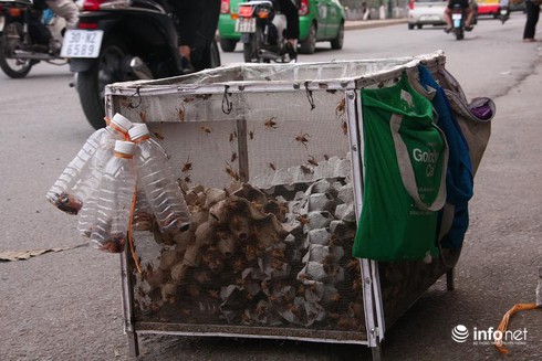 Rùng mình đi qua chợ bán côn trùng, 50 ngàn đồng một con rết - ảnh 2
