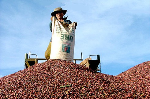 AFP bất ngờ với sự 'sành điệu' của nông dân trồng cà phê Việt Nam - ảnh 1
