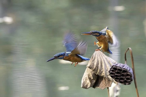 Chim bói cá - Kingfishers