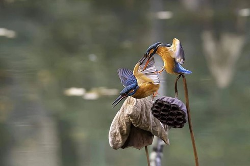 Vẻ đẹp chim bói cá Việt Nam