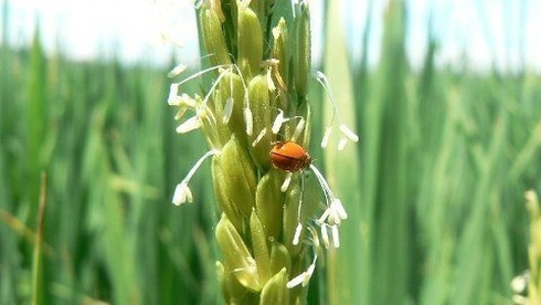 Quốc hoa: Hoa lúa thể hiện bản sắc Việt Nam rõ nhất - ảnh 1