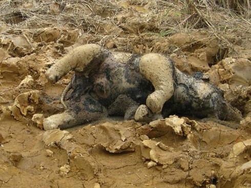 Voi con chết gục trong Vườn Quốc gia Yok Đôn - ảnh 1