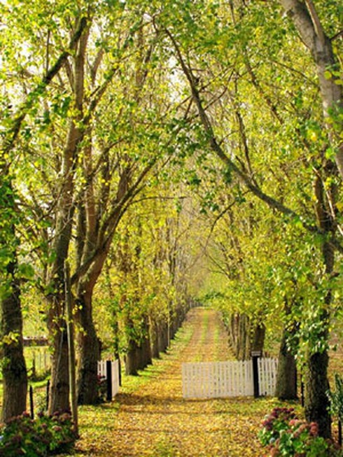 Cô gái ngừng đại học, đi 25 nước - ảnh 4