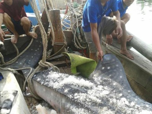 Cận cảnh cá mập khổng lồ ở Nghệ An - ảnh 2