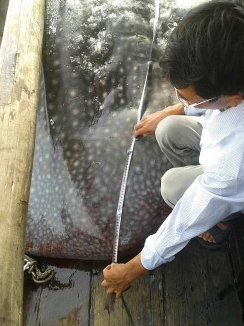 Cận cảnh cá mập khổng lồ ở Nghệ An - ảnh 3