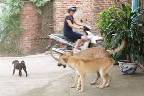 Thương tâm cháu bé bị chó cắn tận sọ - ảnh 1