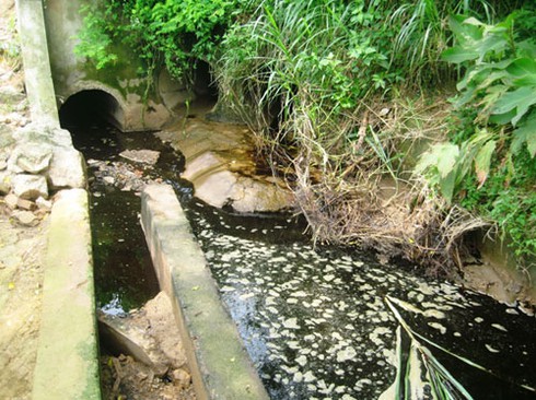 Nước thải nhà máy Cồn gây chết người, ô nhiễm môi trường - ảnh 2