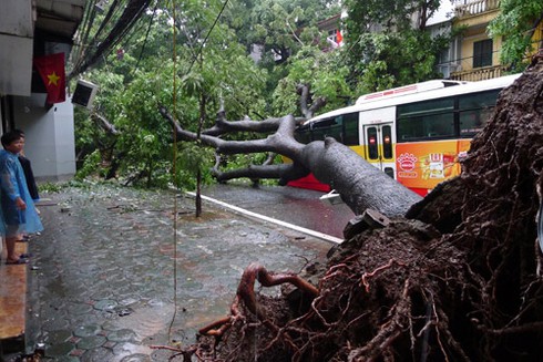 Hà Nội: Cây đổ, xe buýt gặp nạn - ảnh 3