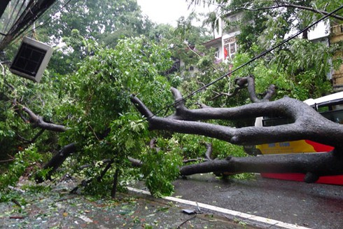 Hà Nội: Cây đổ, xe buýt gặp nạn - ảnh 5