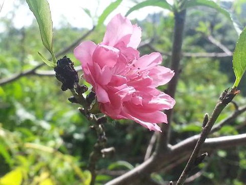 Kỳ lạ hoa đào bung nở giữa mùa thu - ảnh 1