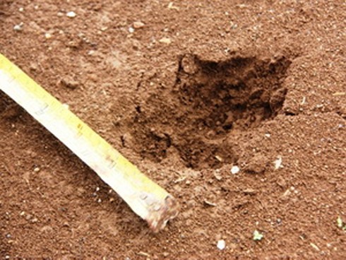 Thú lạ xuất hiện gần sân bay - ảnh 1