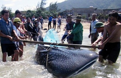 Hà Tĩnh: “Cá lạ” khoảng 350kg được ngư dân bắt giữ - ảnh 1