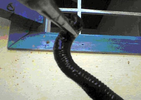 Khủng khiếp con vắt to, đen trũi trong mũi - ảnh 1