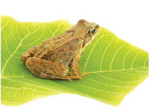 Bất ngờ nguyên liệu thuốc kháng sinh - ảnh 3