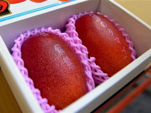 Kỷ lục: Cặp xoài được bán với giá 62 triệu đồng - ảnh 1