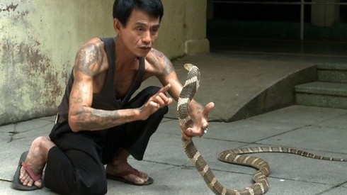 Bốn lần bị rắn hổ mang chúa cắn vẫn sống khỏe - ảnh 2