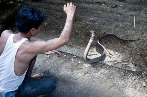 Bốn lần bị rắn hổ mang chúa cắn vẫn sống khỏe - ảnh 1