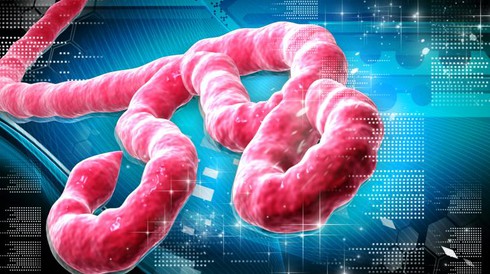 Virus Ebola tấn công cơ thể con người như thế nào? - ảnh 2