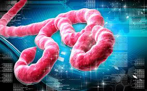 Tìm ra kháng thể mới hiệu quả hơn trong điều trị vi rút Ebola - ảnh 1