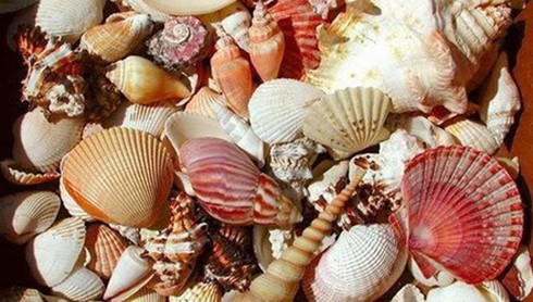 Hôn mê rồi tử vong sau khi ăn một con ốc lạ - ảnh 1