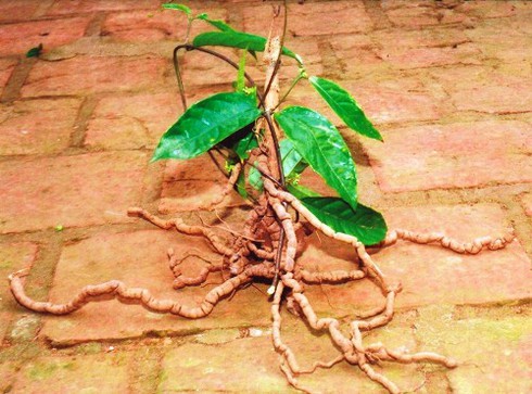 70% dược liệu phải nhập ngoại: Bộ Y tế lên chiến lược phát triển - ảnh 2